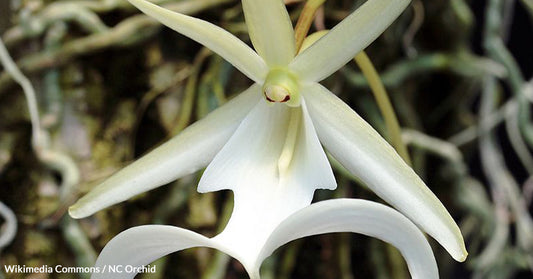 The Mysterious Beauty of Florida's Ghost Orchid and the Battle to Save It