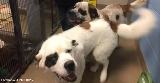 Three Giant Saint Bernard Brothers Couldn’t Find a Home — Until Love Tripled the Odds