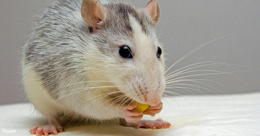 Giant Rats Are Exposing Wildlife Smugglers and Saving Endangered Animals