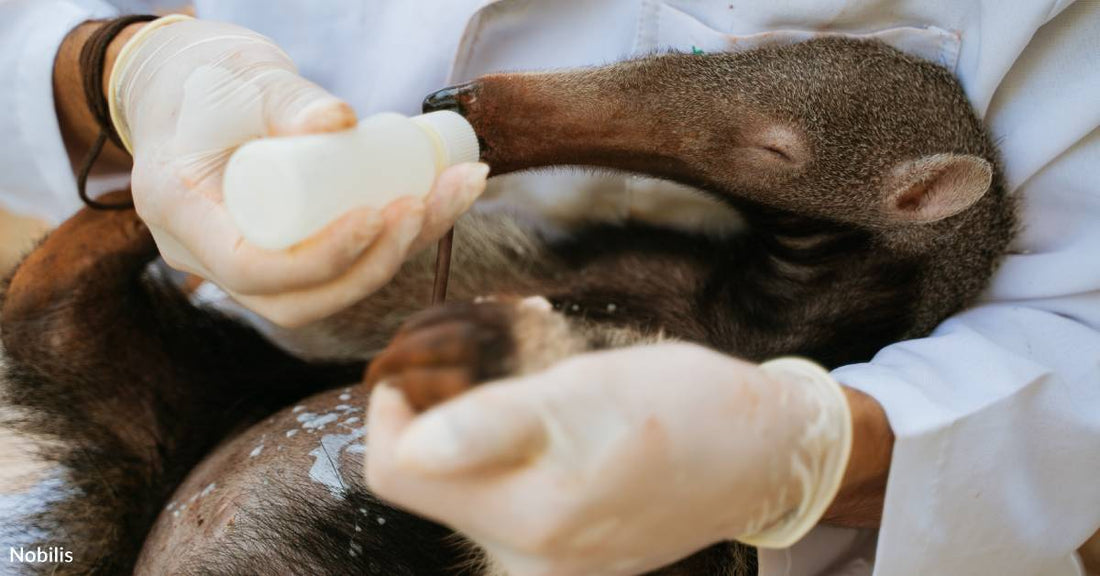 Giant Anteaters Are Vulnerable, You're Helping Researchers Learn About Them