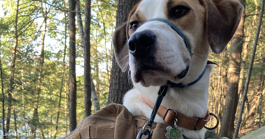 Outdoor Enthusiast Dog 'Hates to Go Anywhere Without His Backpack'