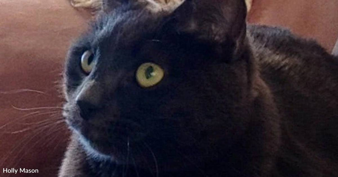 Underweight, Pregnant Stray Named 'Girlfriend' Gets Help She Needs