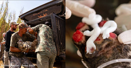 This GivingTuesday, Provide Life-Saving Care to Jaguars Burned in Severe Wildfires