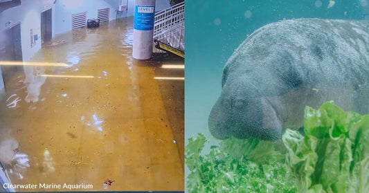 This GivingTuesday, Help Repair a Manatee Rehab Center Damaged By Hurricane Helene