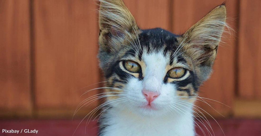 Cat Born Under a Radiator Enjoys Exploring Basement Pipes