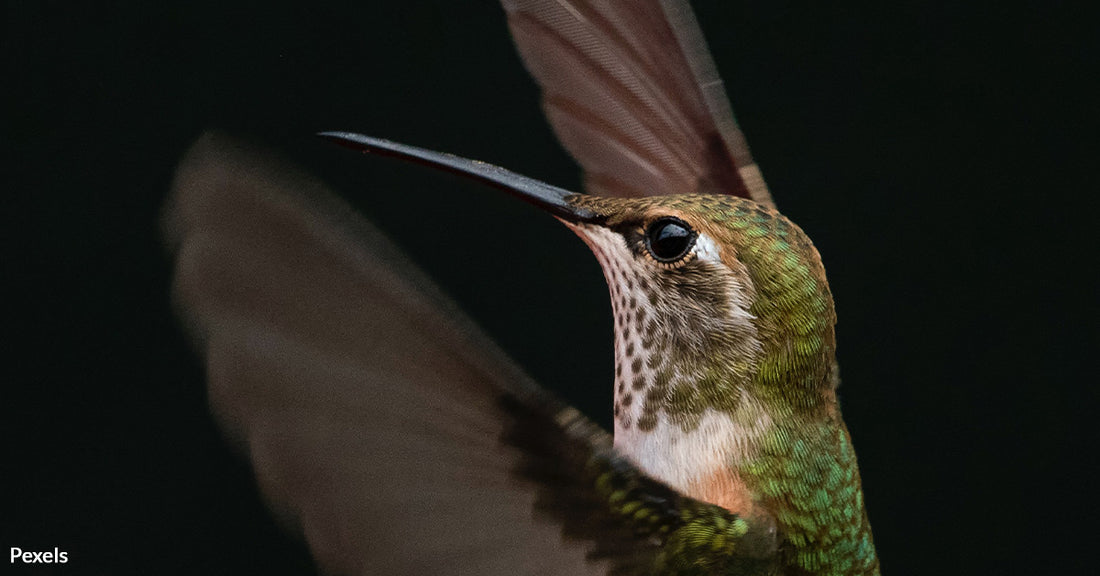 Hybrid Hummingbird Stuns Scientists: The Gold-Feathered Enigma of the Peruvian Andes