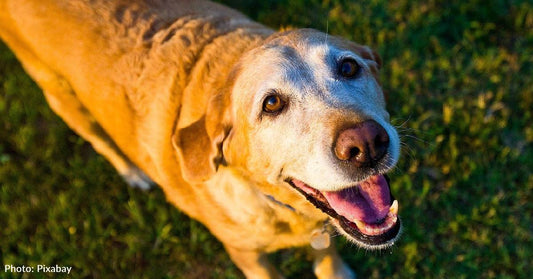 Rescued Dog 'Buddy' Transforms After Being On Fire By Boy In Mississippi