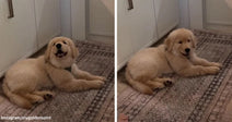 Split image of a fluffy cream-colored puppy lying on a patterned kitchen rug, looking up with a happy expression.