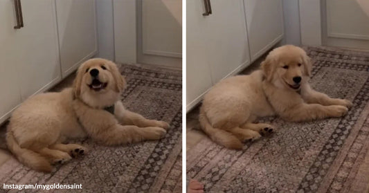 Split image of a fluffy cream-colored puppy lying on a patterned kitchen rug, looking up with a happy expression.