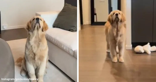 Split image of a golden retriever indoors, first sitting with head tilted upward, then standing in a hallway carrying a long strap or leash in its mouth.