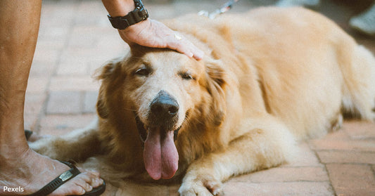 Scientists Discover Gene That Extends Golden Retrievers' Lives And Could Help Humans