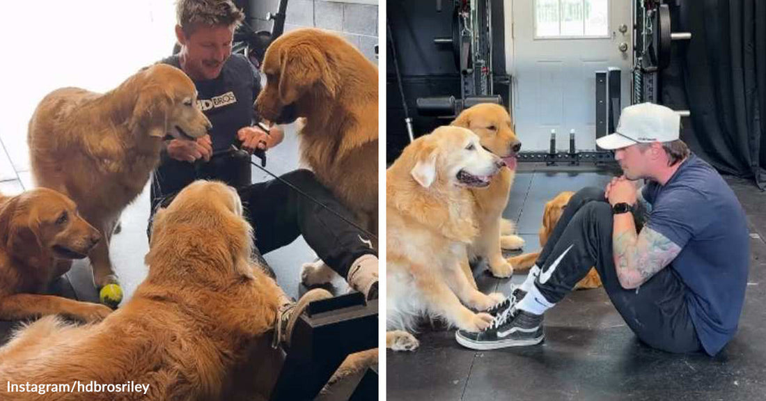 Split image of a man seated on a gym floor surrounded by several golden retrievers, with the dogs gathered closely around him in a calm, affectionate group.
