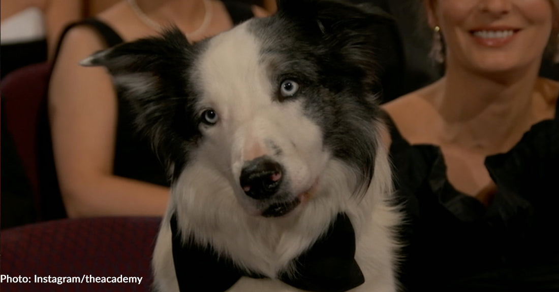 Good 'Boi' Messi, Dog Star of "Anatomy of a Fall", Stole the Show at Oscars