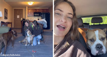Women kneel on a hotel room floor, smiling and petting a dog. Right: A woman sits in the front seat of a car while a large brown-and-white dog sits beside her.