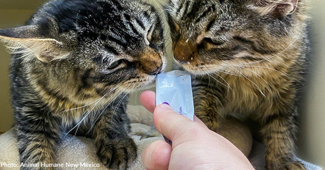 Shelter Pets Transferred Out of Wildfire Zone Find Comfort in Donated Treats & Toys