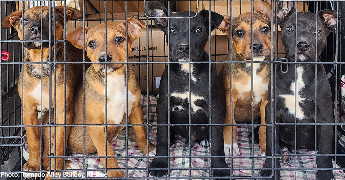 You Helped Sick Puppies at Risk of Euthanasia Get Second Chance