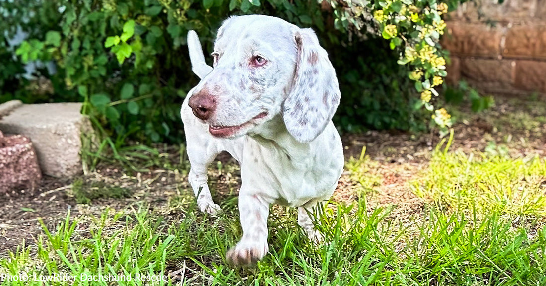 Neglected Dachshund Surrendered to Rescue Gets Care She Needs