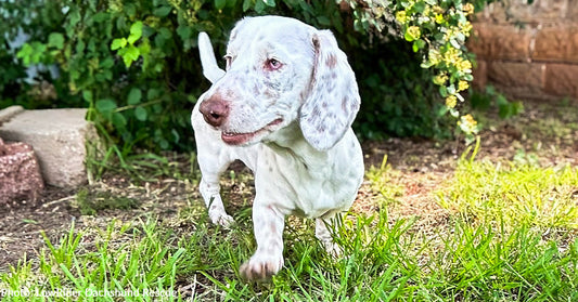Neglected Dachshund Surrendered to Rescue Gets Care She Needs