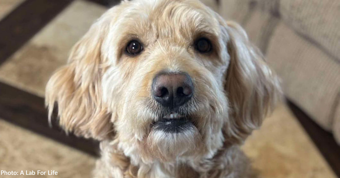 Shelter Dog with Sensitive Stomach Thriving Thanks to Donated Special Formula Food