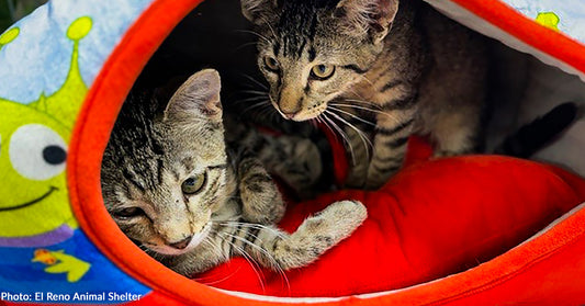 Rescued Cats Think Donated Spaceship Beds Are Out of This World