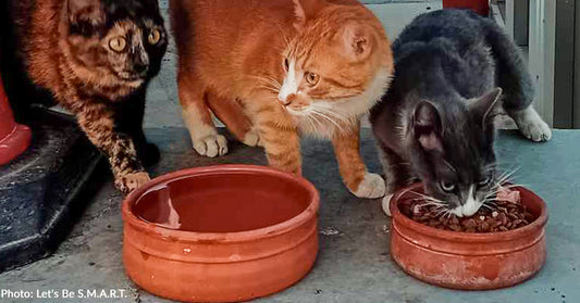 Starving Stray Cats In Greece Are Devouring Nutritious Food, Thanks To You