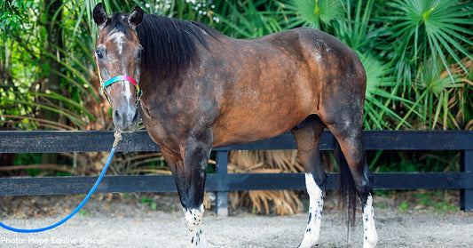 Stressed Rescue Horses Survive Hurricane and Get Treatment They Need, Thanks to Your Donations