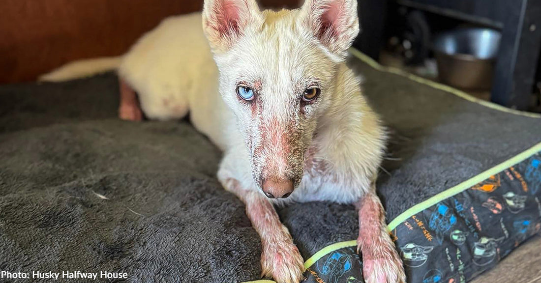 Underweight Husky Missing Most of Her Fur Makes Full Recovery