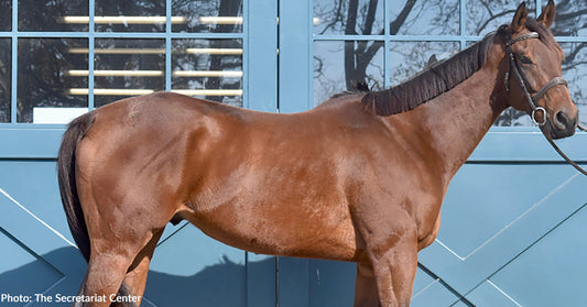 Off-Track Thoroughbred Horses Recover from Painful Ulcers Thanks to Your Support