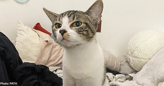Pets of Homeless People in LA Receive Care & Supplies, Thanks to You