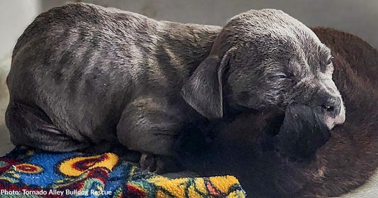 Orphaned Puppies "In Need" at Overcrowded Shelter Rescued Just in Time