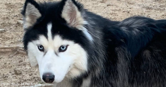 Starving Husky Found Digging For Food In Trash Finally Has Full Belly, Thanks To You