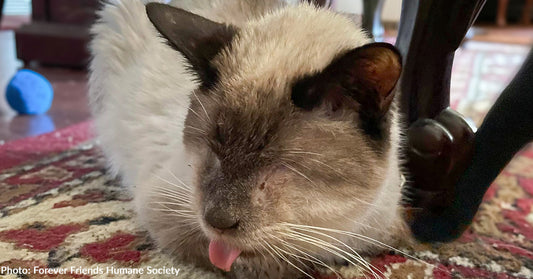 Blind Cat Scrounging For Scraps Behind Restaurant Is Finally Safe