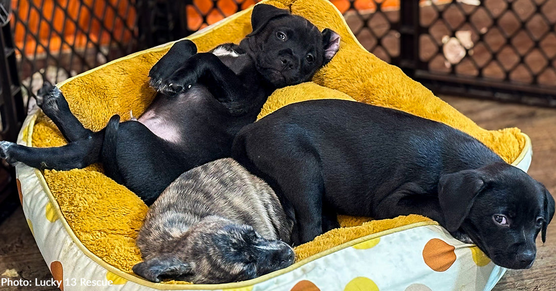 Puppies Dumped in Box Outside Church Have Soft Place to Rest, Thanks to You