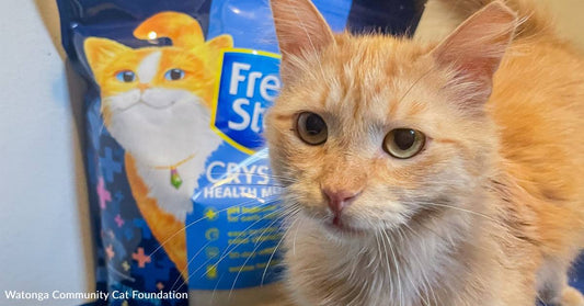 Deathly Ill Cat Has a Second Chance at Life, Thanks to You