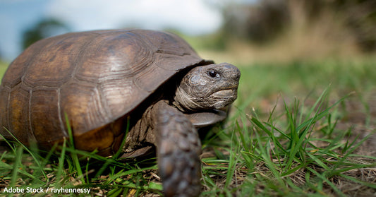 Environmental Groups are Suing the U.S. Fish and Wildlife Service Over the Dwindling Gopher Tortoise