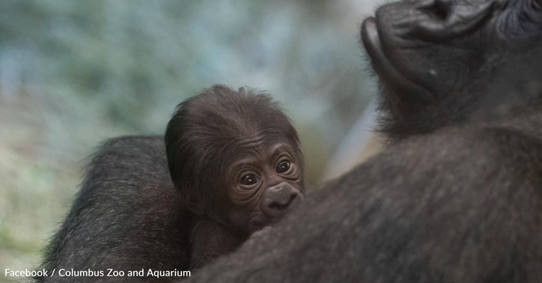 Zookeepers Get Surprise When 'Male' Gorilla Gives Birth