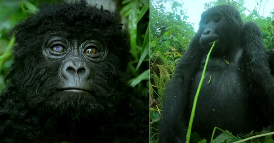 Video Captures The Rare And Beautiful Sound Of Gorillas Singing For The First Time Ever