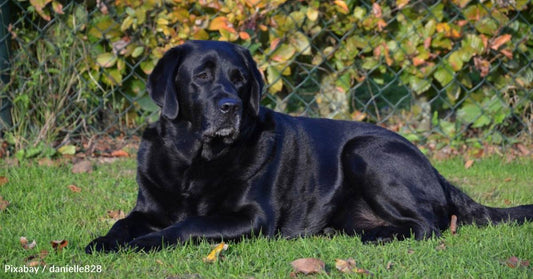 Dog Helps Her Fur Mom As She Works to Get Sober