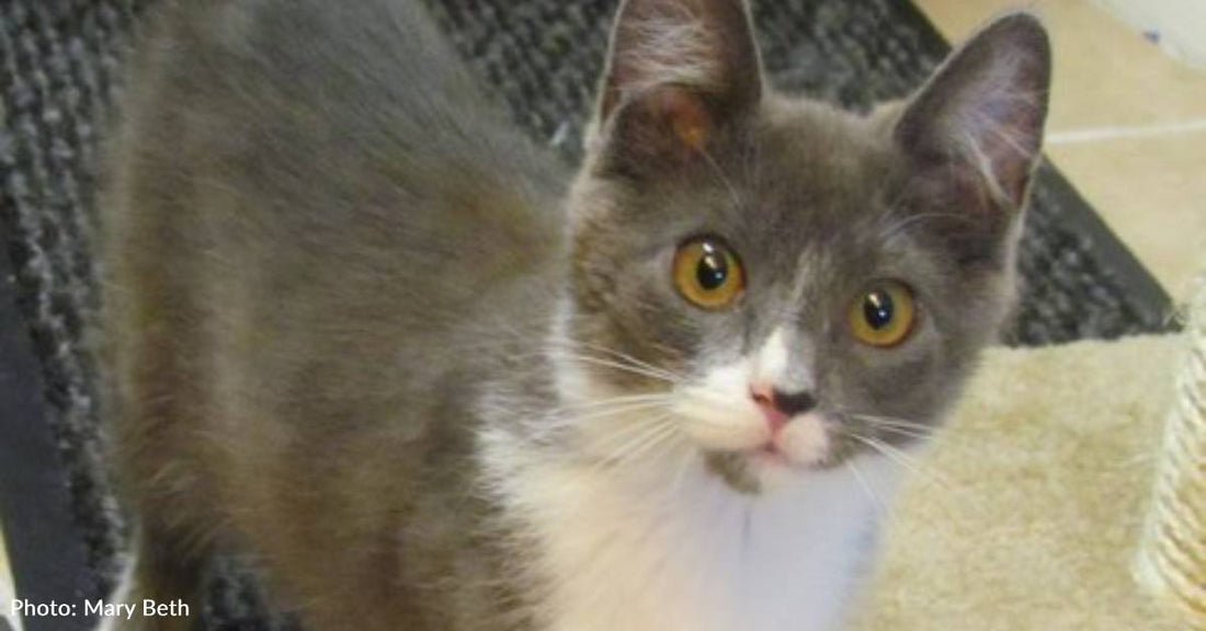 Month-Old Kitten Seeks Food on Punishingly Hot Day