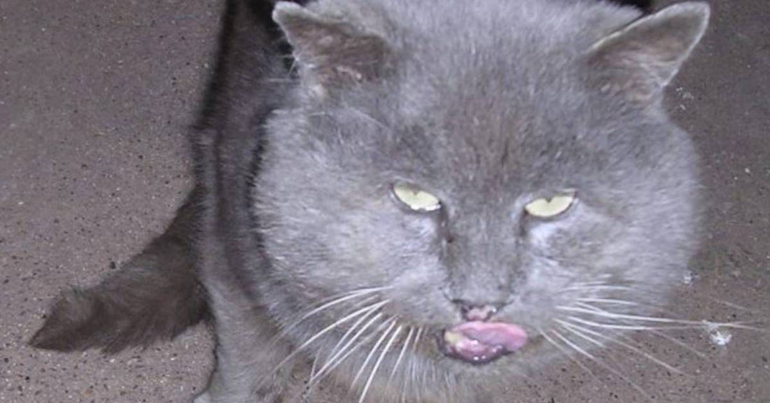 Scruffy-Looking, Wary Gray Cat Named 'Grand Papa' Takes Up Residence in Family's Yard