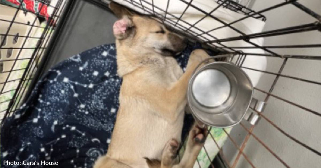 Puppy Found In Ditch With Fractured Leg Makes Complete Recovery Before Boarding Flight To Freedom