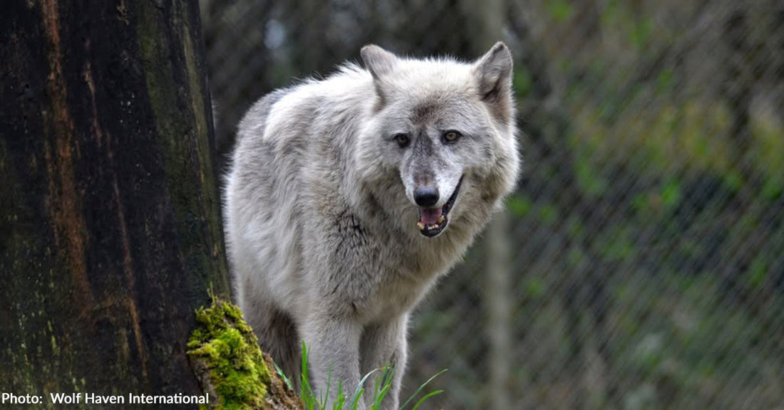 Endangered Gray Wolf "Billie" is Fading Without Companionship — Help Change That