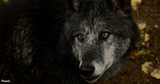 House Votes Threaten Gray Wolf Survival As Endangered Species Protections Hang by a Thread