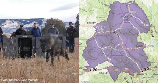 New Map Allows Residents to Follow Reintroduced Gray Wolf Activity in Colorado