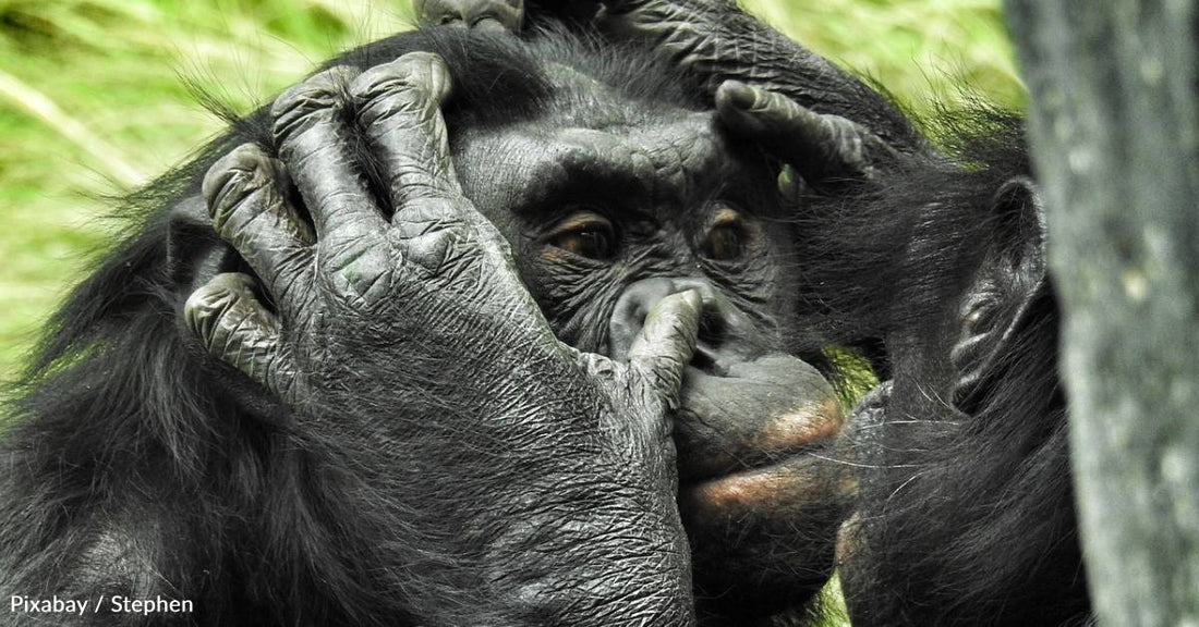 Teasing Isn't Just for Humans, Our Great Ape Cousins Seem to Enjoy It, Too