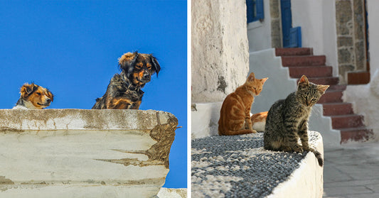 Split image of rooftop dogs on the left and two cats sitting in a quiet whitewashed alley on the right.