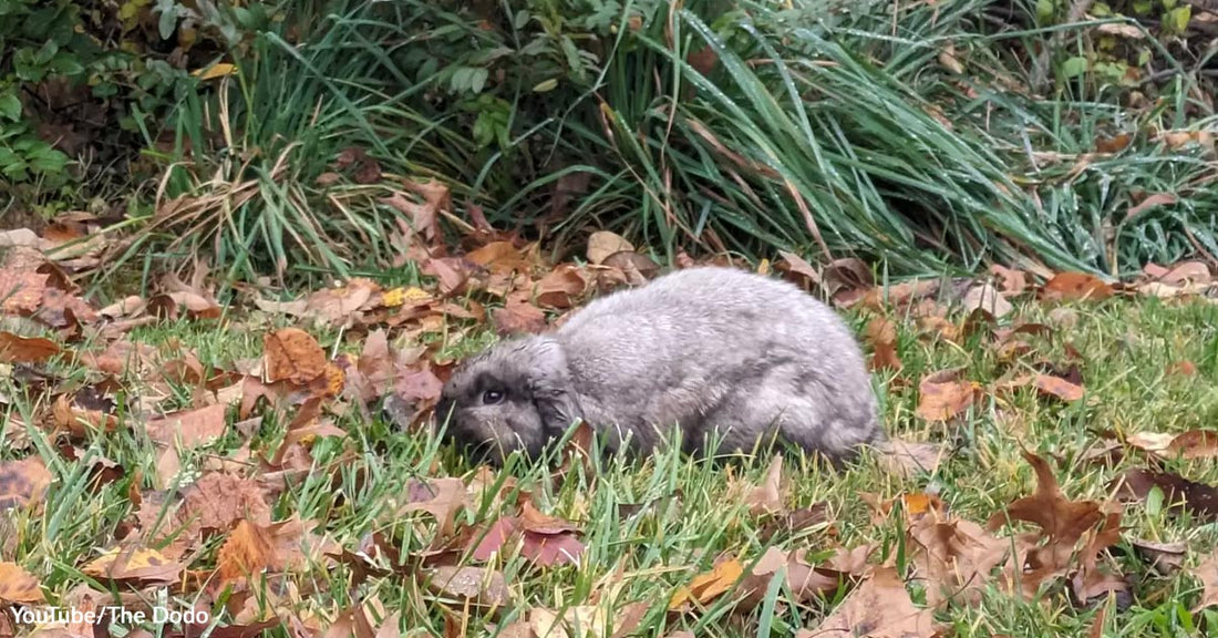 A small grey rabbit crouches low in tall grass surrounded by dry autumn leaves. S