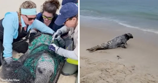 Rescuers work together to free a large seal tangled in green netting; the seal later moves across a sandy beach toward the water.
