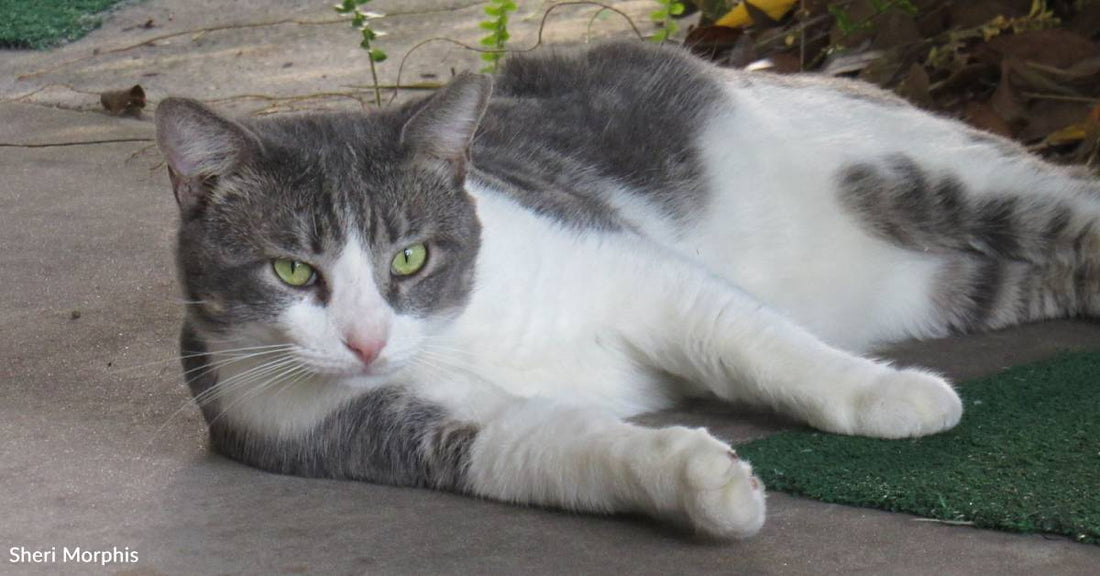 Chatty Cat Walks Into Home After Being Abandoned, Never Leaves