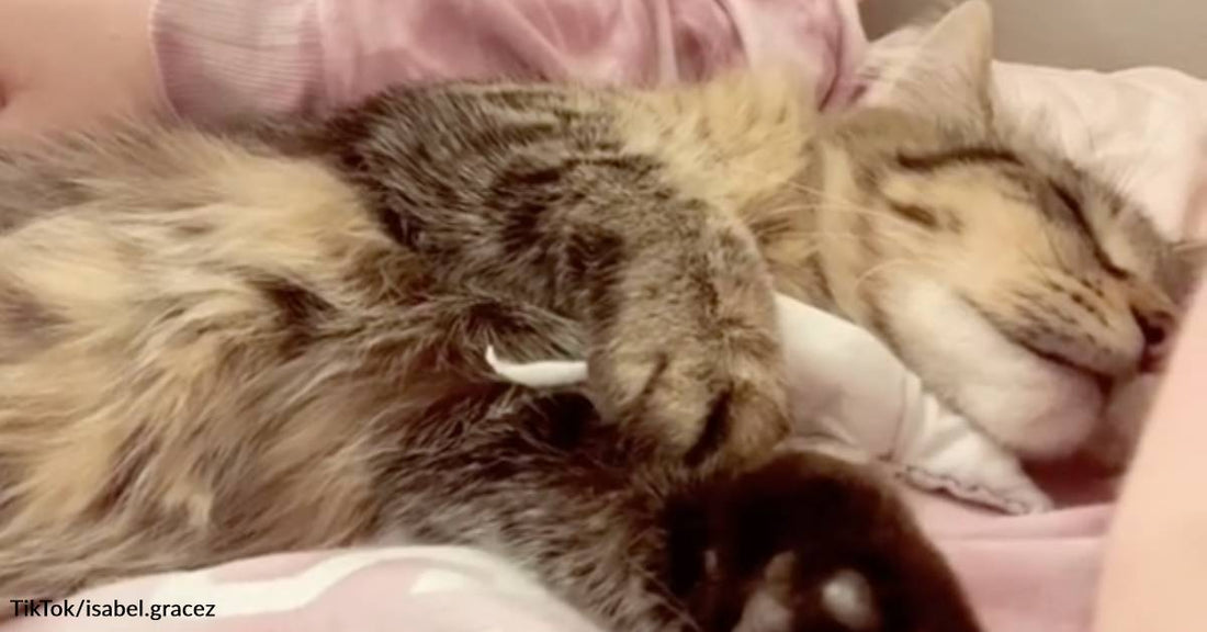 Heartbroken Cat Carries Doll Everywhere After Her Kitten Dies